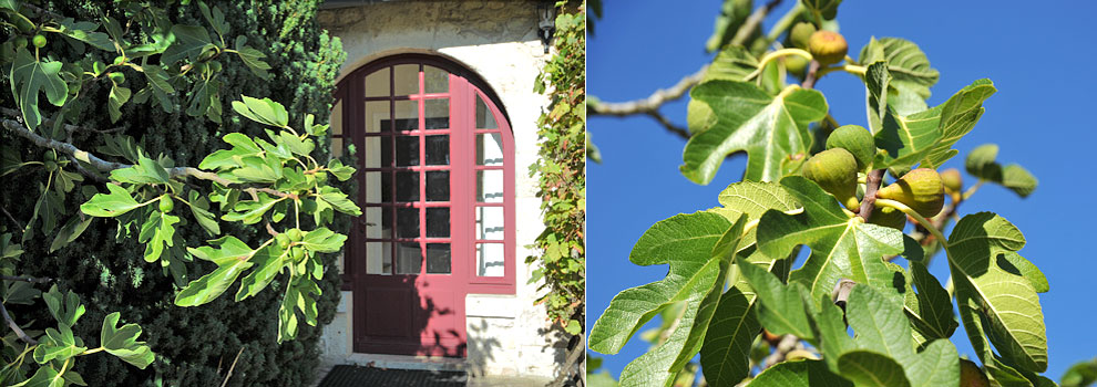 guest room  Les Figuiers - Clenord Manor